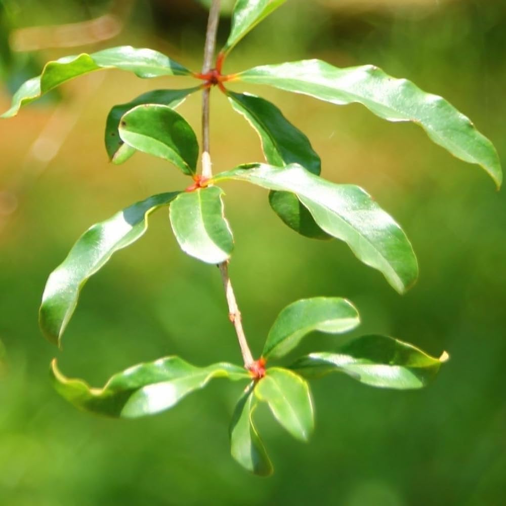 Live Dwarf Pomegranate Plant (Punica Granatum) - Compact, Ornamental Fruit Bearing Shrub, Indoor/Outdoor (4 pom-Dwarf Cups)