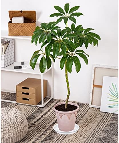 4 Pack of 14 inch Plant Saucers, Plant Saucer 14" Round, Plastic Plant Tray for Flower Pots, White Planters for Indoor Plants, Plant Trays for Planter 12-15" (14", Creamy White)