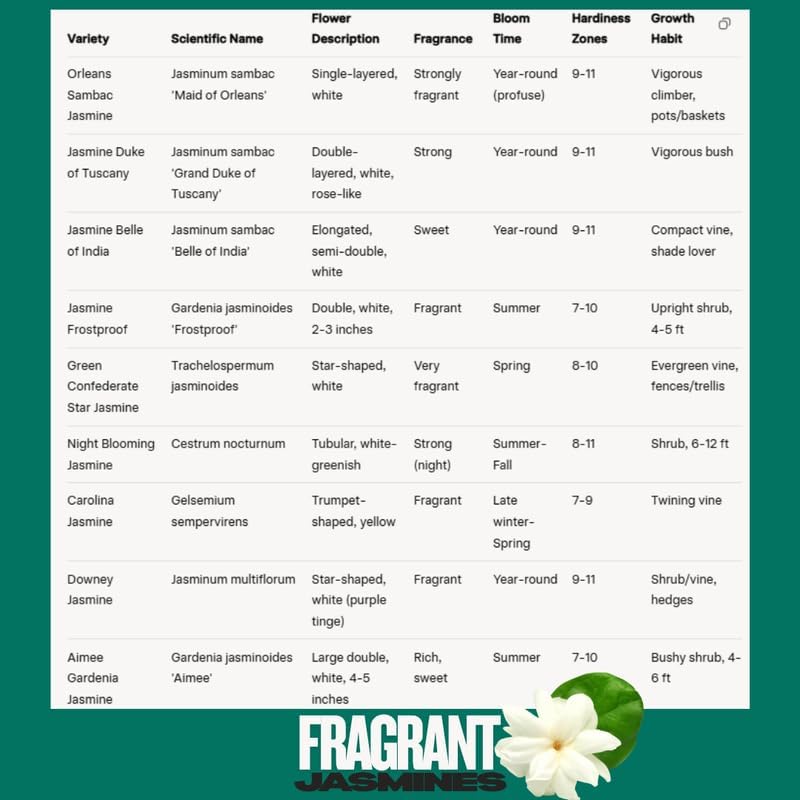 2 Random Jasmine Plants Live, Climbing Jasmine Indoor Outdoor Live, Fragrant, 5-9" in Tall, No Pot, Hardy and Fast-Growing