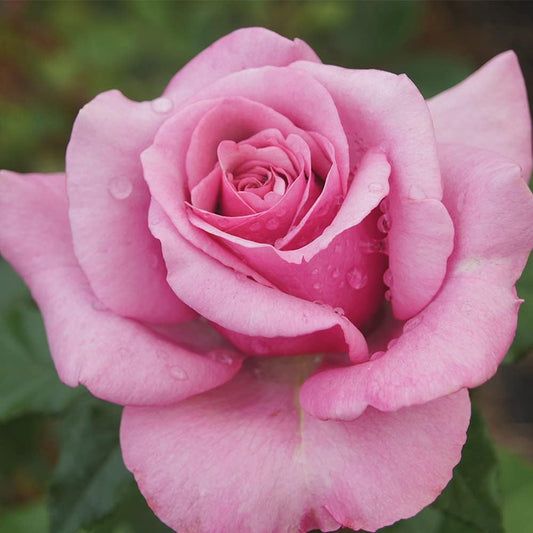 Heirloom Roses Rose Plant - Purple Fragrancia Purple Rose Bush, Hybrid Tea Live Plant for Planting Outdoors