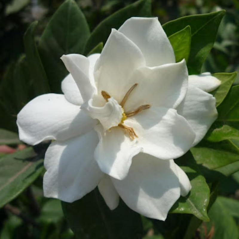 2 Frostproof Jasmine Plants Live, Climbing Jasmine Indoor Outdoor Live, Fragrant, 5-9" in Tall, No Pot, Hardy and Fast-Growing