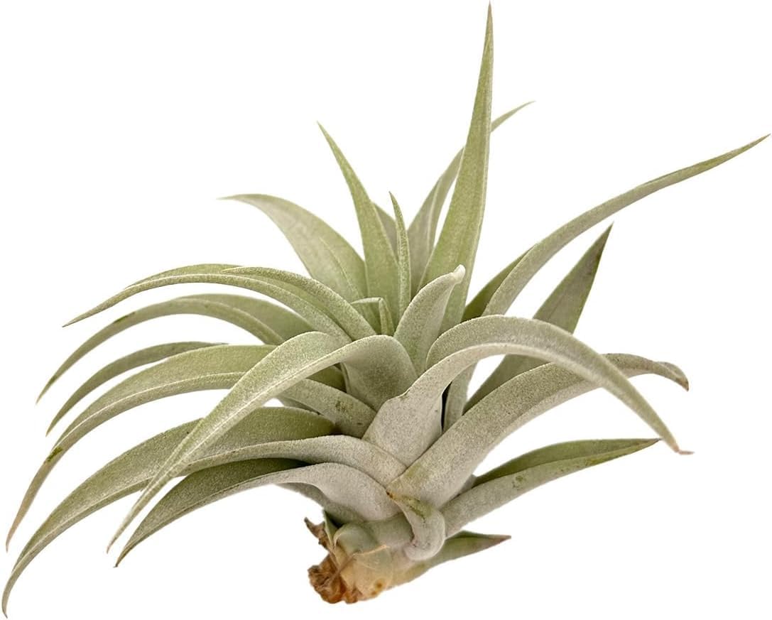 Air Plants - Flowering Tillandsia Harrisii, Large 3-5" - 1ct - Live Arrival Guaranteed - House Plants for Home Decor & Gift