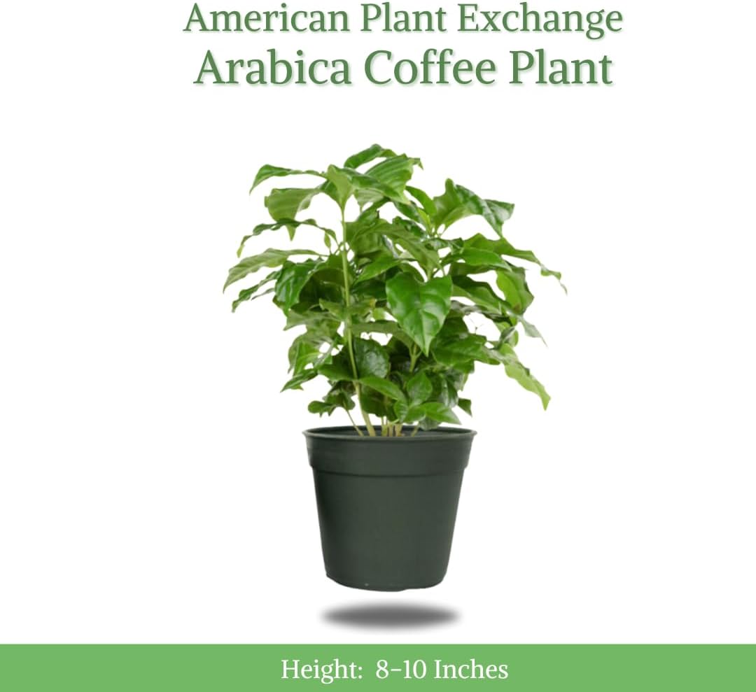 American Plant Exchange Arabica Coffee Live Plant, 4-Inch Pot, Fruiting Indoor Houseplant, Easy Care, Shiney Green Foliage
