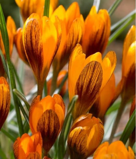 Orange Monarch Crocus Bulbs for Planting, Stunning Orange is a Rare Sight in Early Spring (20 Bulbs)
