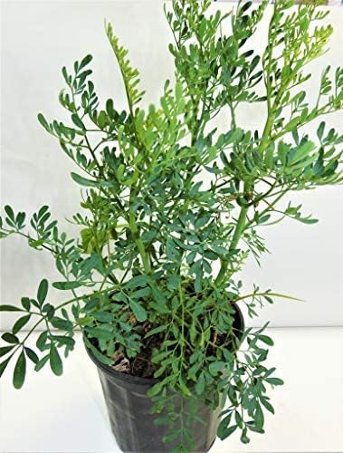 Ruda/Rue Full Plant with Root green small