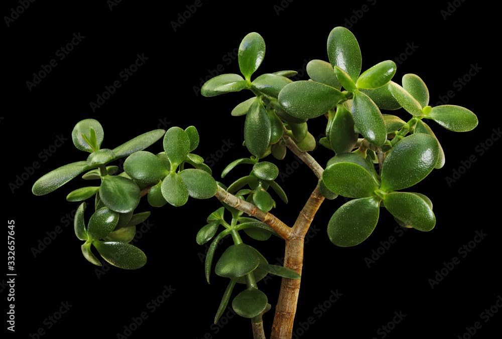 Organic Jade Plant (Crassula ovata) Live Plant in 2.5-inch Pot