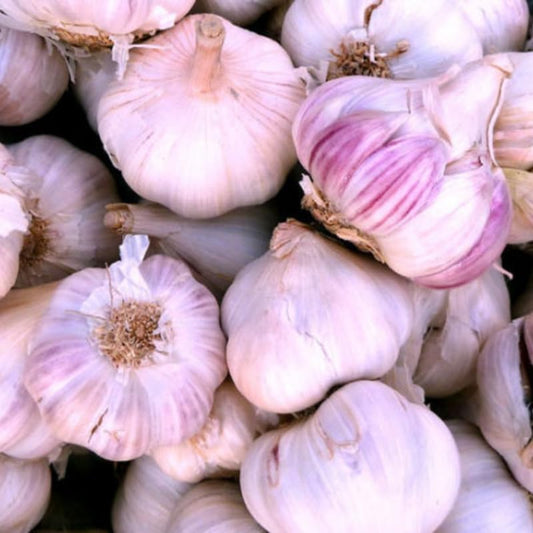 8 Garlic for Planting in Fall Hardneck, Purple Stripe Garlic Bulbs for Planting, Fresh and High Yield Bulb Variety Pack, Hardy and Fast Growing