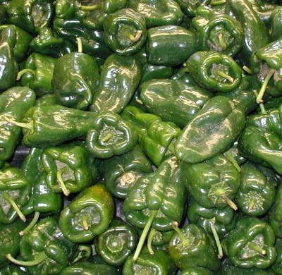 Clovers Garden Poblano Chili Pepper Plants-Two (2) Live Plants – Non-GMO - Not Seeds – Each 4"-8" Tall in 4 Inch Pots - Mild-Heat, 1500 SHU, Great for Drying