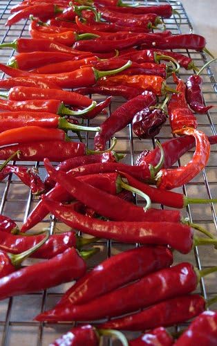 Clovers Garden Thai Gong Bao Dragon Hot Pepper Plants-Two (2) Live Plants – Non-GMO - Not Seeds – Each 4"-8" Tall in 4 Inch Pots -50K to 100K SHU, Edible Ornamental