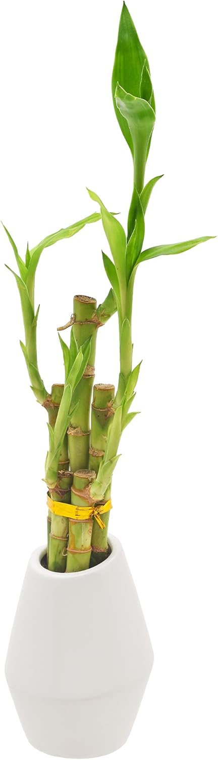 5-Stem Lucky Bamboo, Live Indoor Plant in Dimension II Ceramic Planter for Home, Work, or Gift, White. ***Cannot Ship to Hawaii***