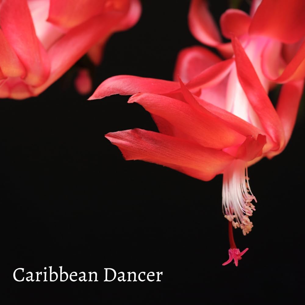 TriStar Plants - Thanksgiving Cactus - 4" inch Pot, Fasle Christmas Cactus, Easter Cactus, Holiday Plant, Winter Flowers, Christmas Plants, Winter Blooms (Caribbean Dancer)