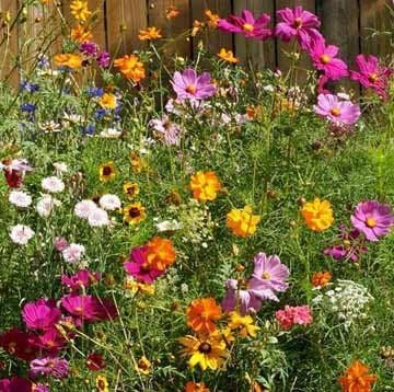 Dirt Goddess Super Seeds ~ Cut Flower Mix Seed (1 Lb)
