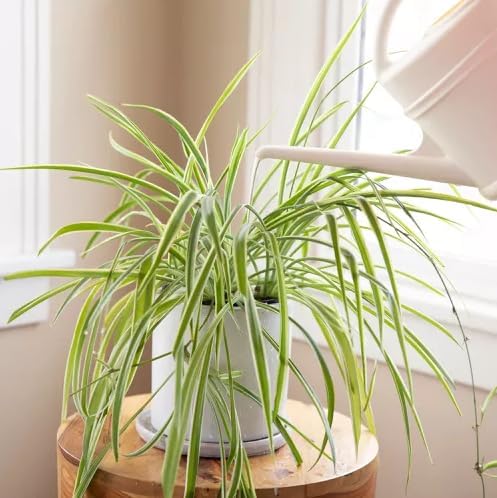 Healthy Spider Plant - Easy Care, Air-Purifying Houseplant (4 Spider Cups)