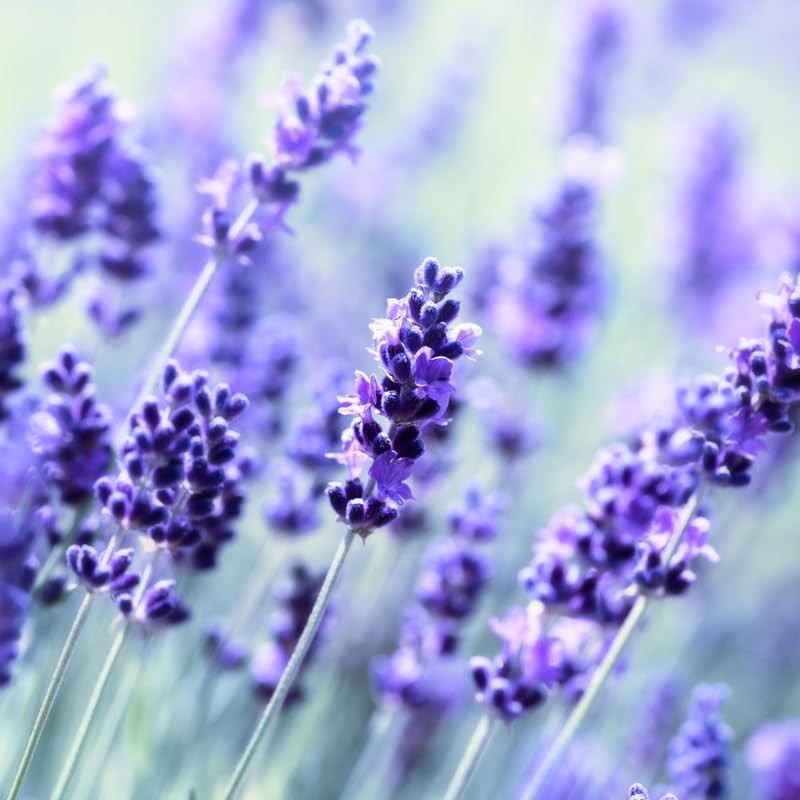 Set 2 Lavender Plants Live, Lavandula Perennial Flower Plants Indoor Outdoor, Well Rooted Plugs 3 to 5 Inch Tall to Grow (Blue Lavender)