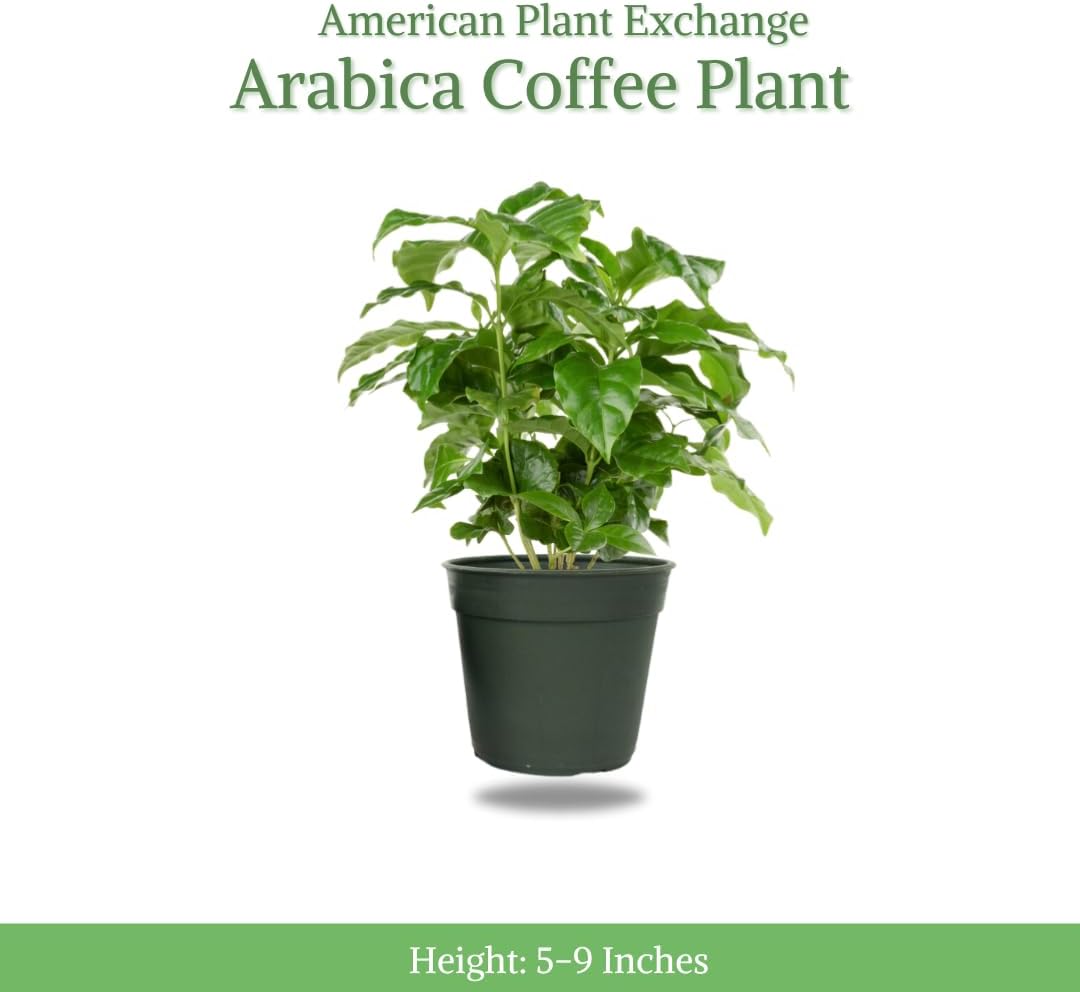 American Plant Exchange Arabica Coffee 3 Pack Fuit Producing Live Plants, Three 4" Pots, Fragrant White Flowers