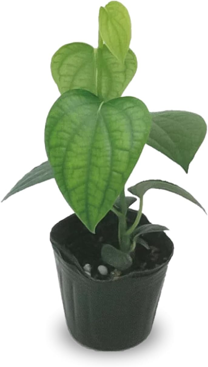 Black Pepper Plants, Piper Nigrum Plants Live, 5 to 8 Inches Tall