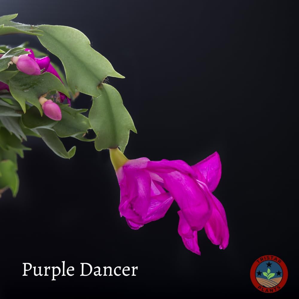 TriStar Plants - Thanksgiving Cactus - 4" inch Pot, Fasle Christmas Cactus, Easter Cactus, Holiday Plant, Winter Flowers, Christmas Plants, Winter Blooms (Purple Dancer)
