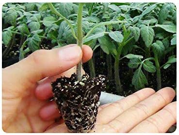 200 Cell Plug Tray, 10pcs-Pack Thick Durable Seed Starter Flats Vegetable Fruit Seeds Seedling Plastic Plug Farmer Nursery Trays Propagation