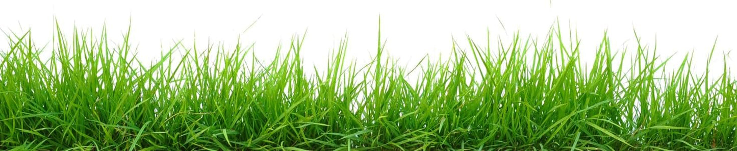 Brownie Brand Majestic Hulled Bermudagrass Seed | Premium Turf Grass for Dense, Drought-Resistant Lawns | Fast-Growing, Heat-Tolerant, Certified Seed for High-Traffic Areas. (50 Pound)