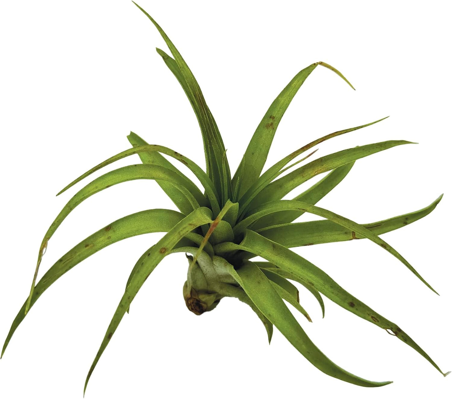 Air Plants - Tillandsia Brachycaulos Multiflora, Jumbo 5-7" - 2 ct - Live Arrival Guaranteed - House Plants for Home Decor & Gift