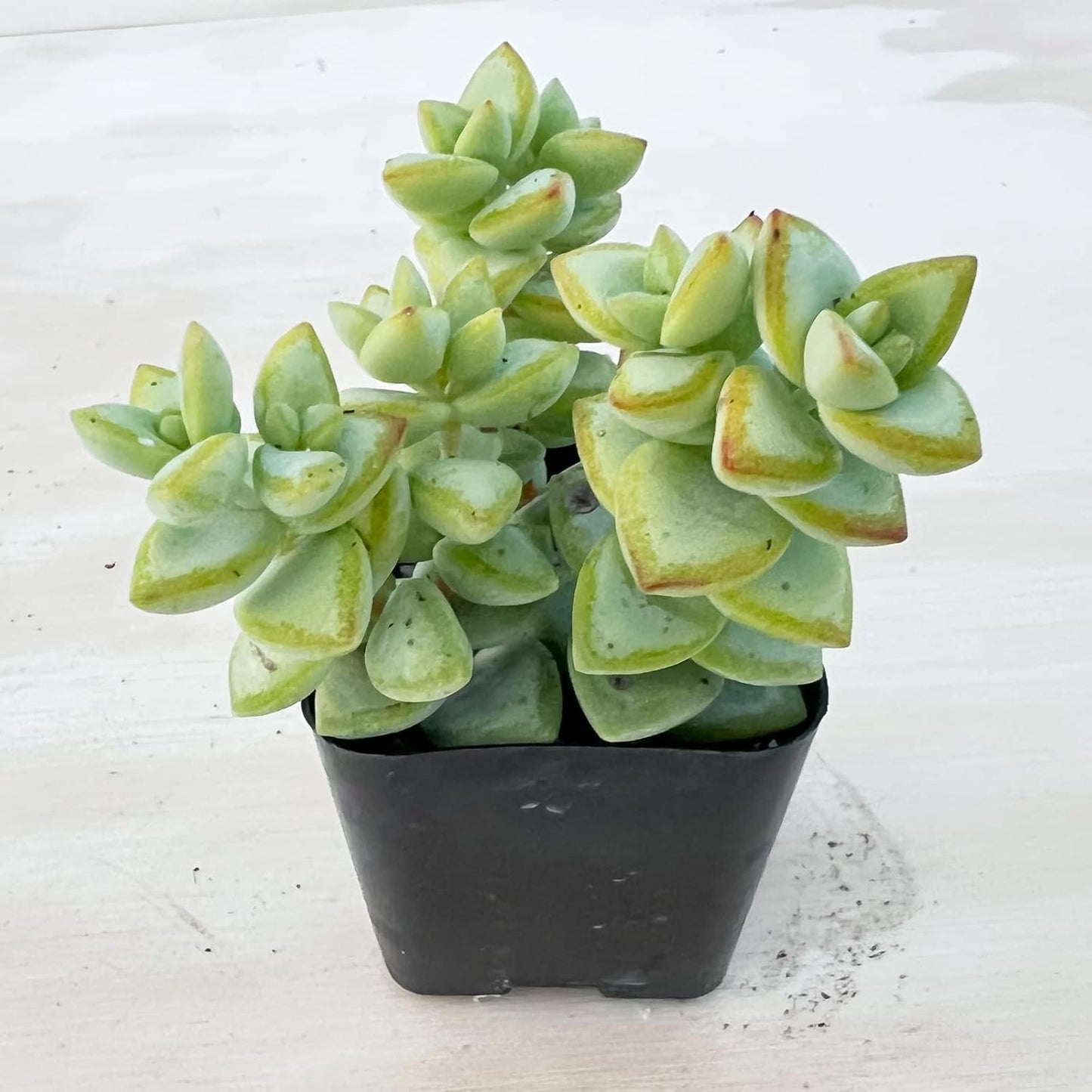 Sprout N Green Crassula Rupestris with 2 inch Starter Pot, Rare Live Succulent Plant Fully Rooted, Home Office Indoor Outdoor Wedding Decoration DIY Projects Party Favor