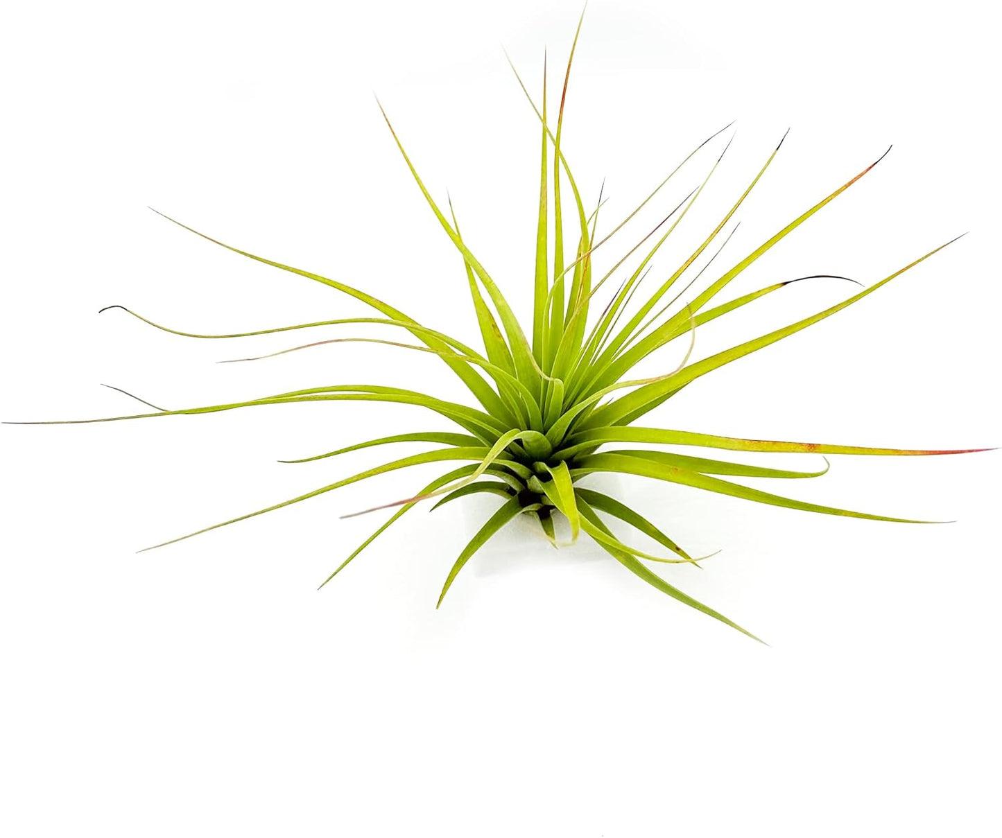 Live Air Plants - Tillandsia Concolor, Jumbo 6-8" - 1ct - Live Arrival Guaranteed - House Plants for Home Decor & Gift