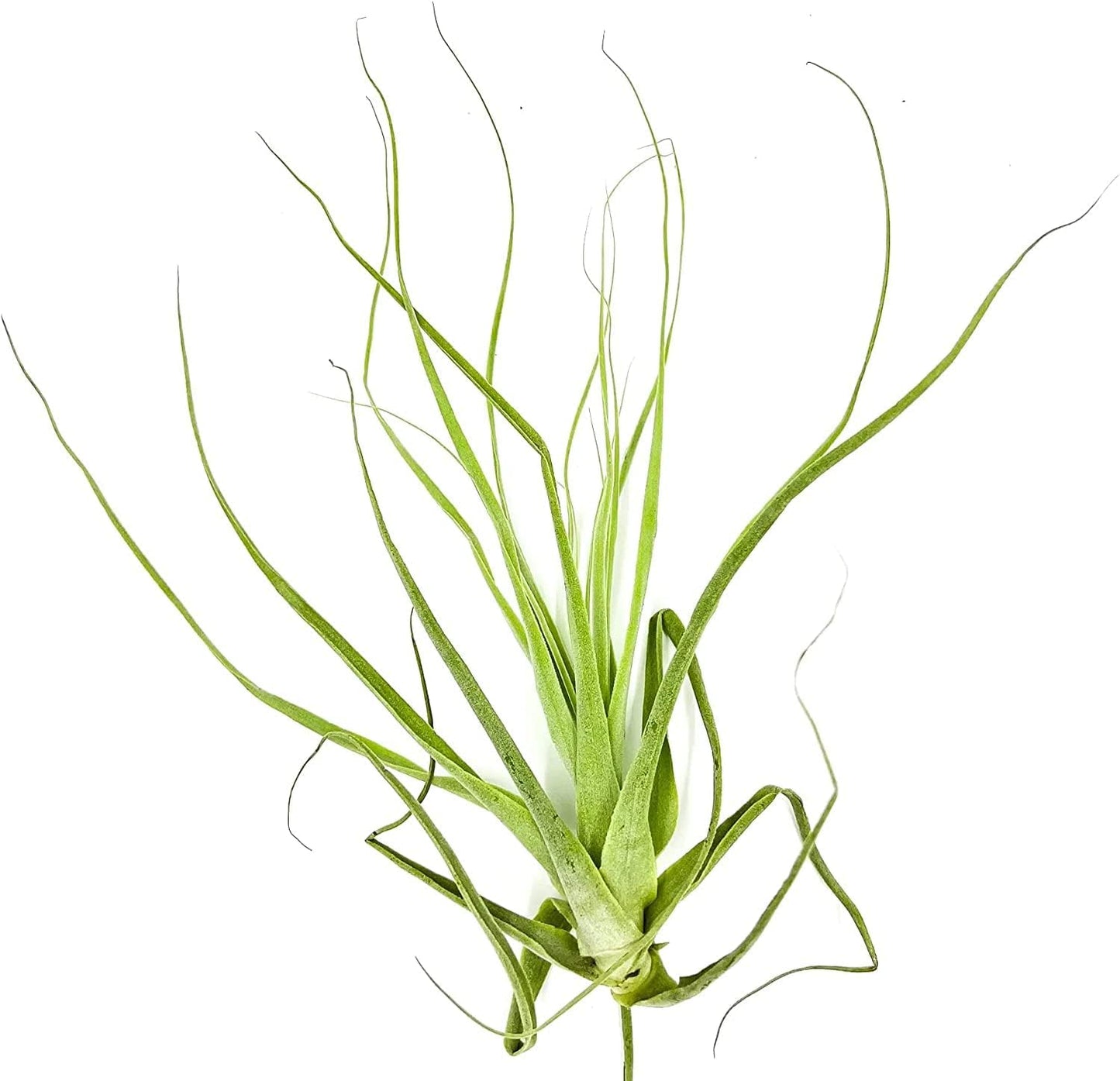 Air Plants - Tillandsia Straminea Jumbo 6-9" - 3ct - Live Arrival Guaranteed - House Plants for Home Decor & Gift
