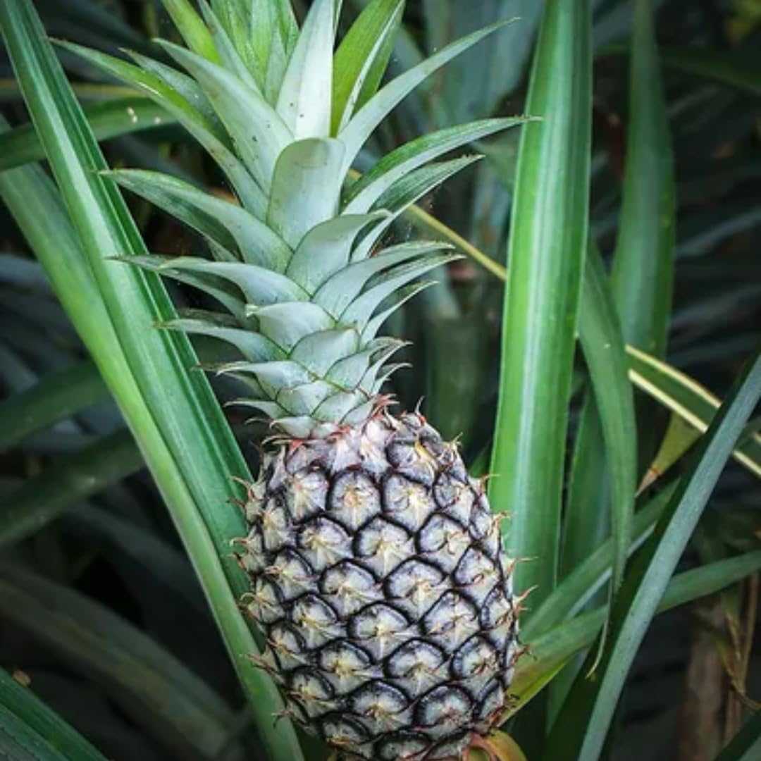 Pineapple Plant Live, White Jade Pineapple Tree Shrub Bush, Starter Plant 4-7 Inches Tall, Outdoor Growing, No Pot, Sweet Flavor