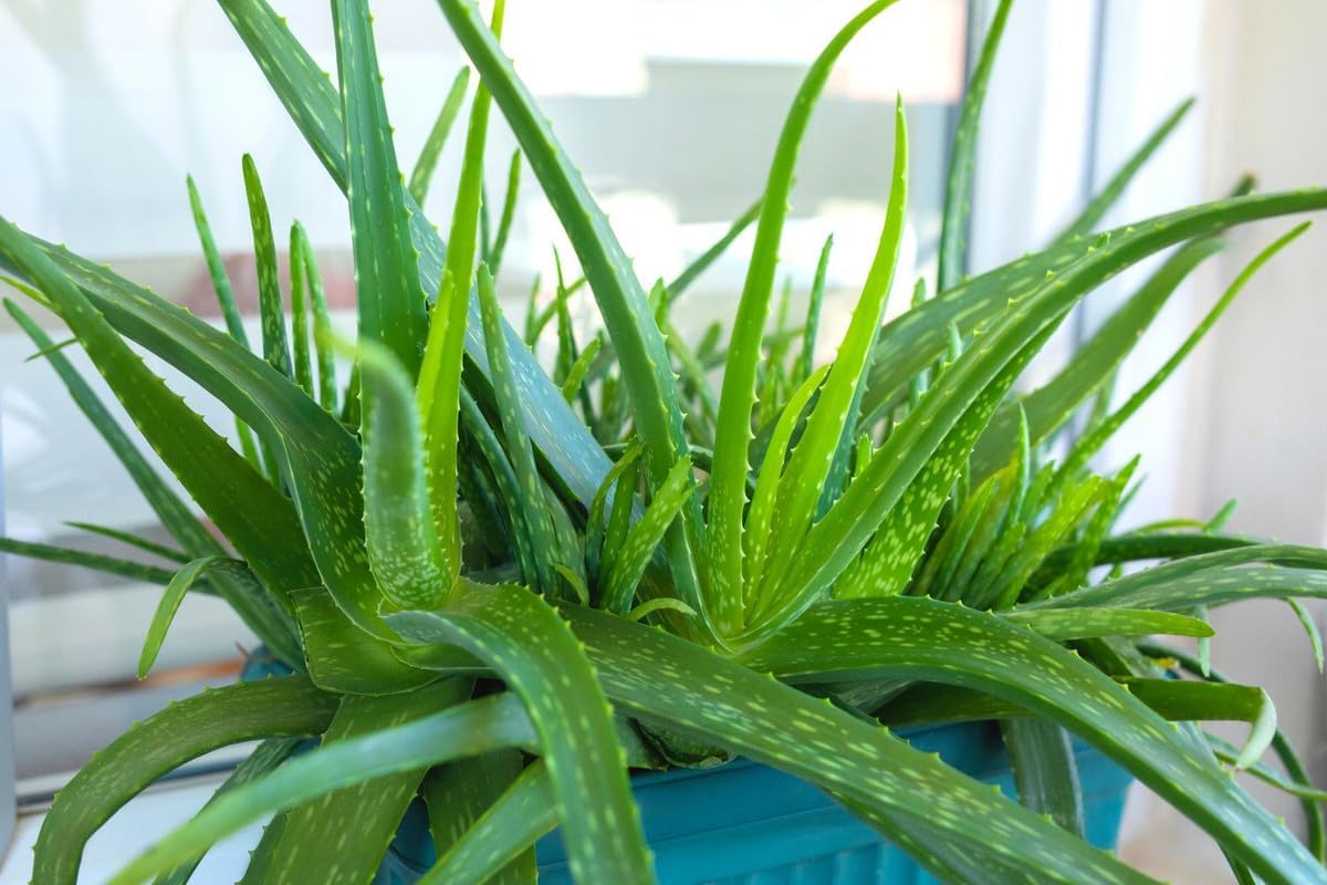 Aloe Vera Plant Live, Live Aloe Vera Plant Indoor, 4 Inc Potted, Succullent Plant Live for Gardening