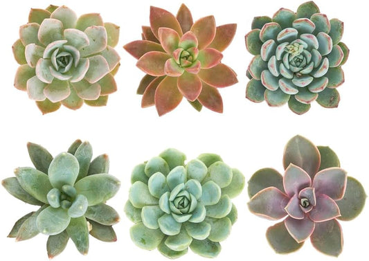 Shop Succulents Rosette Succulent Plant Pack Collection - Live Mini Succulent Plants, Low Maintenance, Floral Shaped Mix of Colors & Textures - Wedding and Party Favors, Gift & Garden, Pack of 6