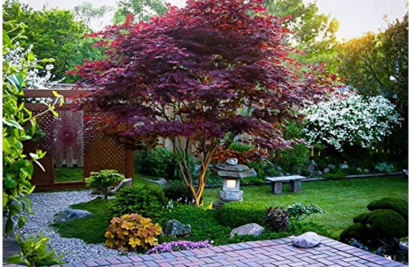 Red Japanese Maple Trees 2-Pack – Live Plants, 2-3 Ft Tall, Stunning Foliage