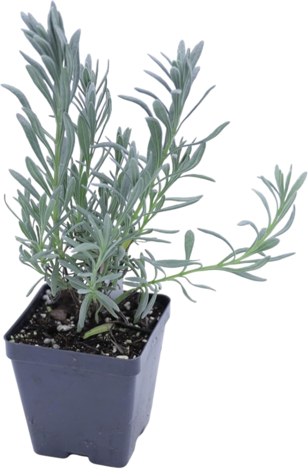 Greenwood Nursery: Live Perennial Plants - Phenomenal Lavender + Lavandula x Intermedia - [Qty: 3X Pint Pots] - (Click for Other Available Plants/Quantities)