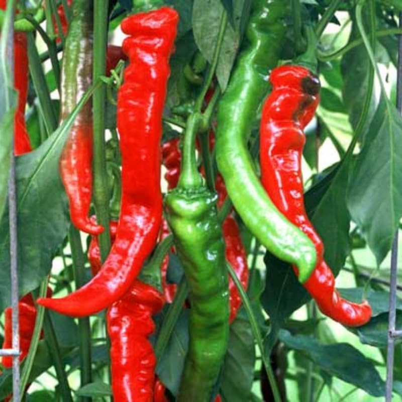 Set 6 Long Red Pepper Live Plants, 90 Days Old Live Pepper Chili Plant for Spring Planting