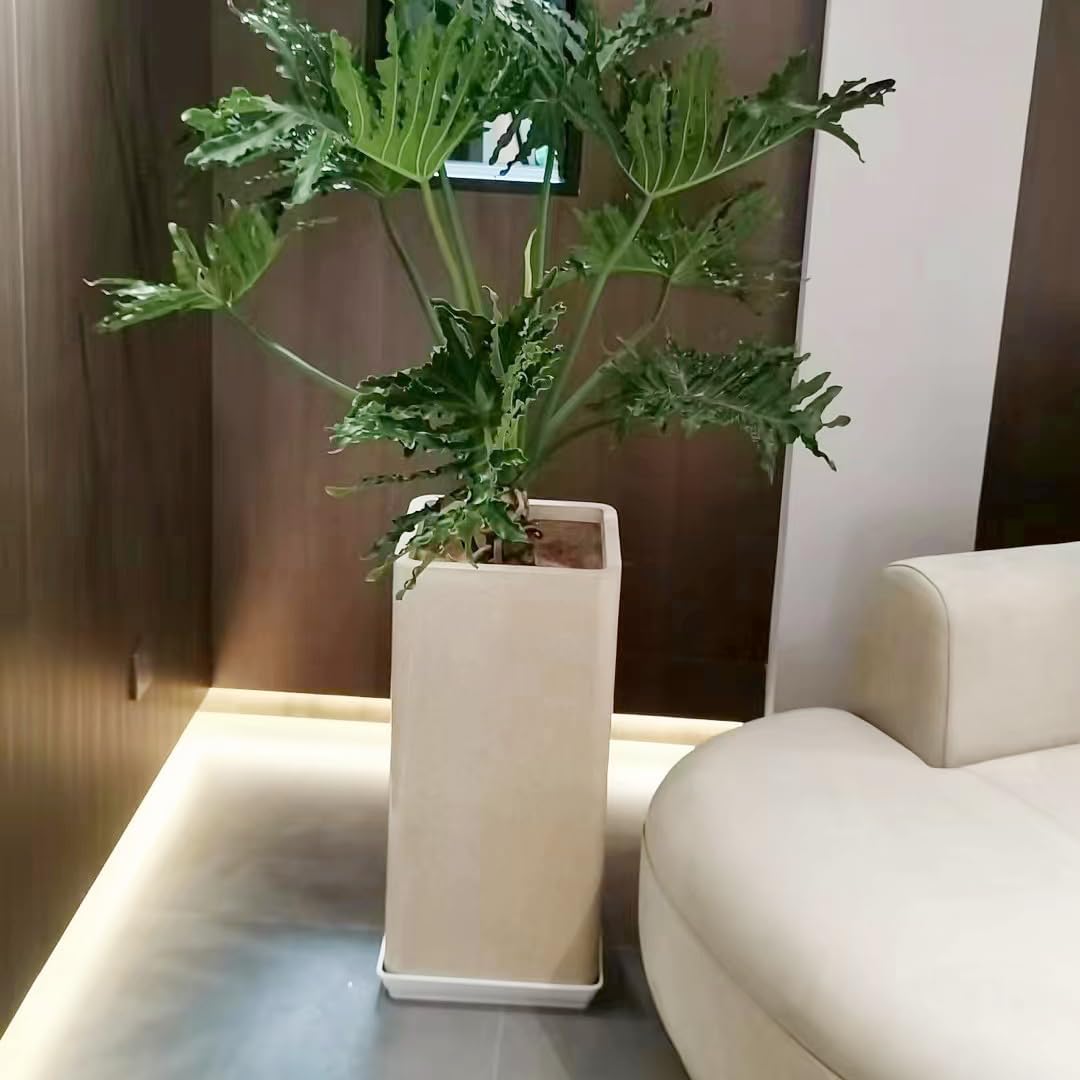 5 Pack Square Plant Saucer 12 Inch, Plastic Plant Water Dray Tray, Flower Pot Saucers, Square Planters for Indoors and Outdoors，Plants Saucer for Plant Pots.