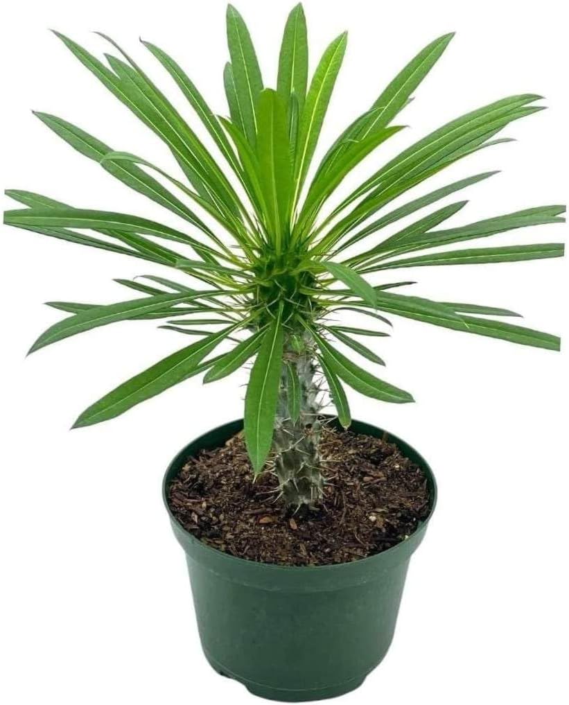 BubbleBlooms Madagascar Palm, Pachypodium Lamerei, in a 4 inch Pot