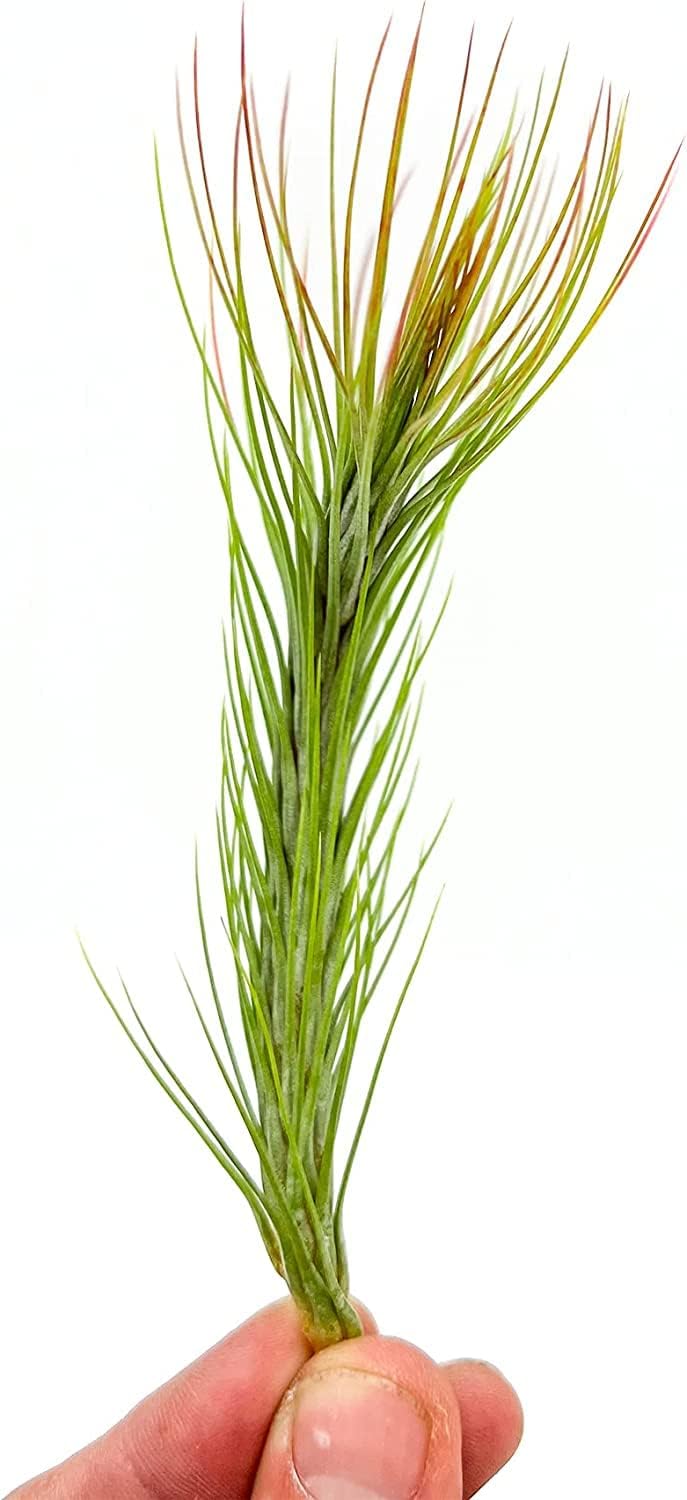 Air Plants - Tillandsia Funckiana Hybrid, Large 5-7" - 5ct - Live Arrival Guaranteed - House Plants for Home Decor & Gift