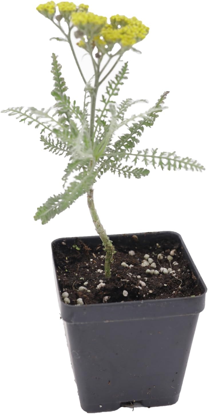 Greenwood Nursery: Live Perennial Plants - Achillea 'Moonshine' Yarrow - [Qty: 2X Pint Pots] - (Click for Other Available Plants/Quantities)