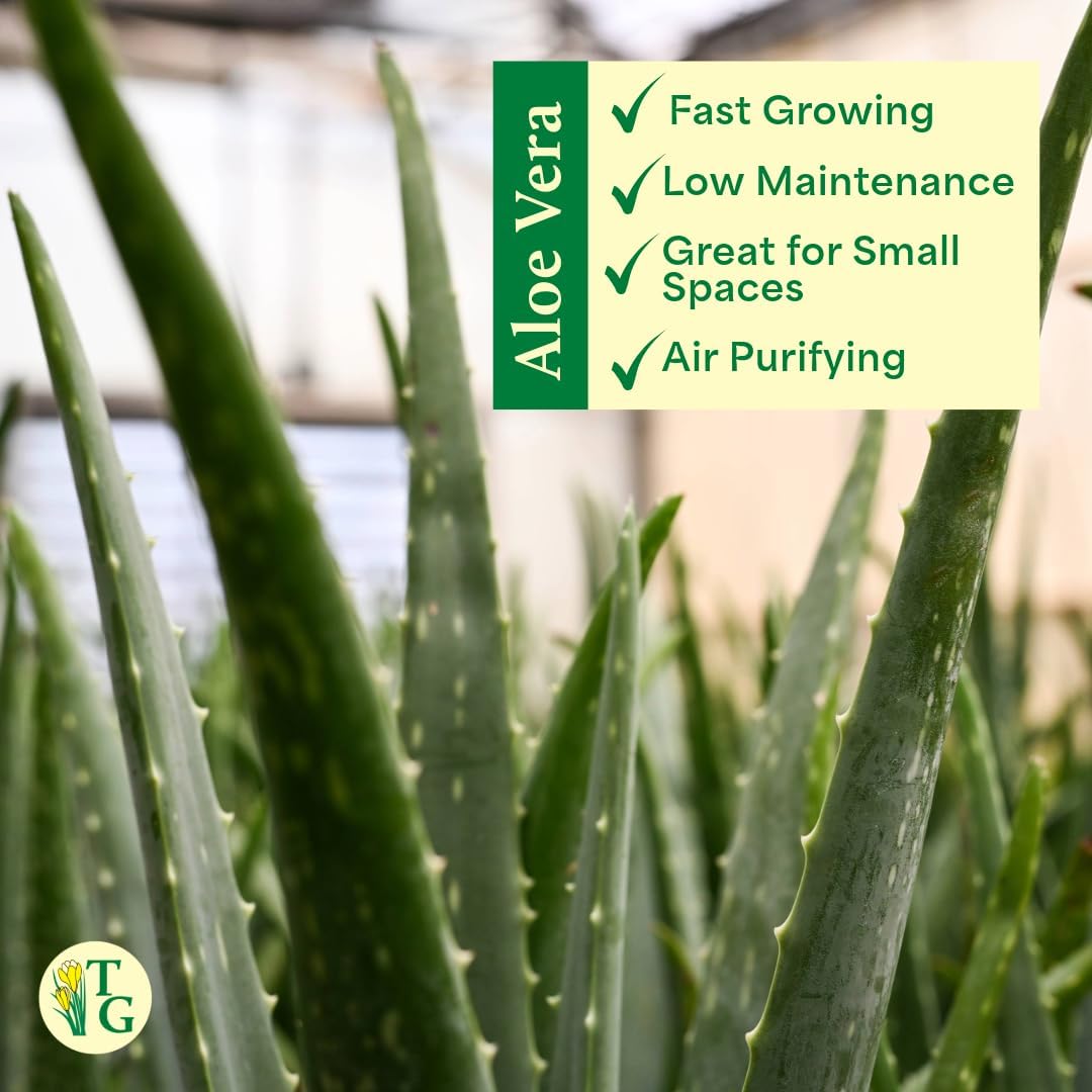 Thorsen's Greenhouse Aloe Vera, Live Indoor Plant, Aloe barbadensis, Easy to Grow, Succulent, Natural Air Purifier, 4" Diameter Pot (White)