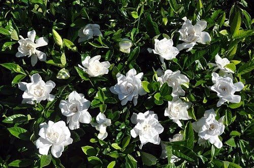 Summer Snow Gardenia - Live Plant - Quart Pot