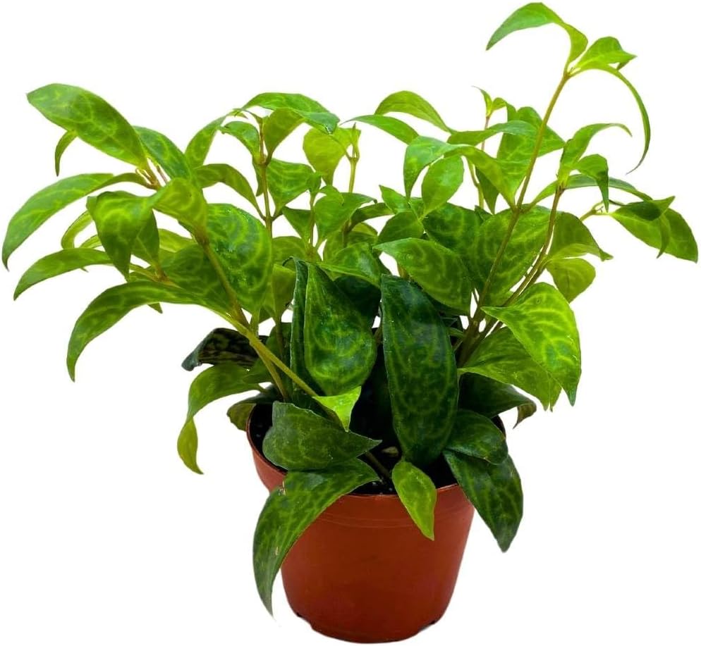 BubbleBlooms Black Pagoda Lipstick Plant in a 4 inch Pot