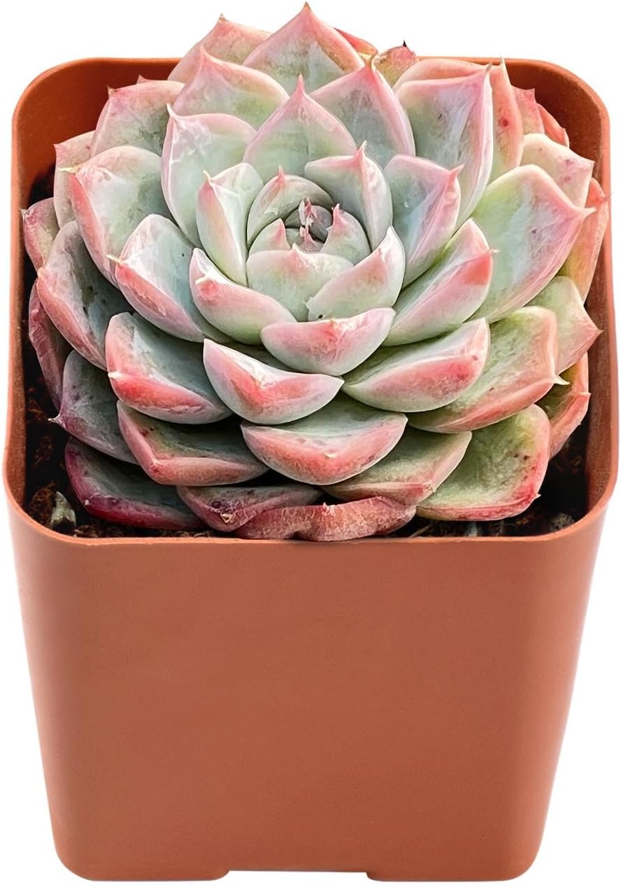 Live Succulent Echeveria 'Red Line Queen', Approx 2-inch Large, Potted Succulents, Fully Rooted, Easy Care House Plants