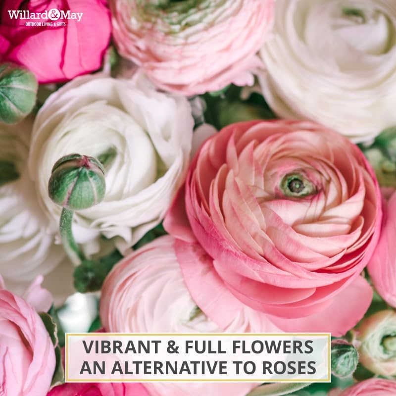 25 Pastel Mixed Ranunculus Bulbs for Planting - Buttercup Color Mix Value Bag - Plant in Gardens, Borders & Flowerbeds - Easy to Grow Fall Flowers Bulbs by Willard & May