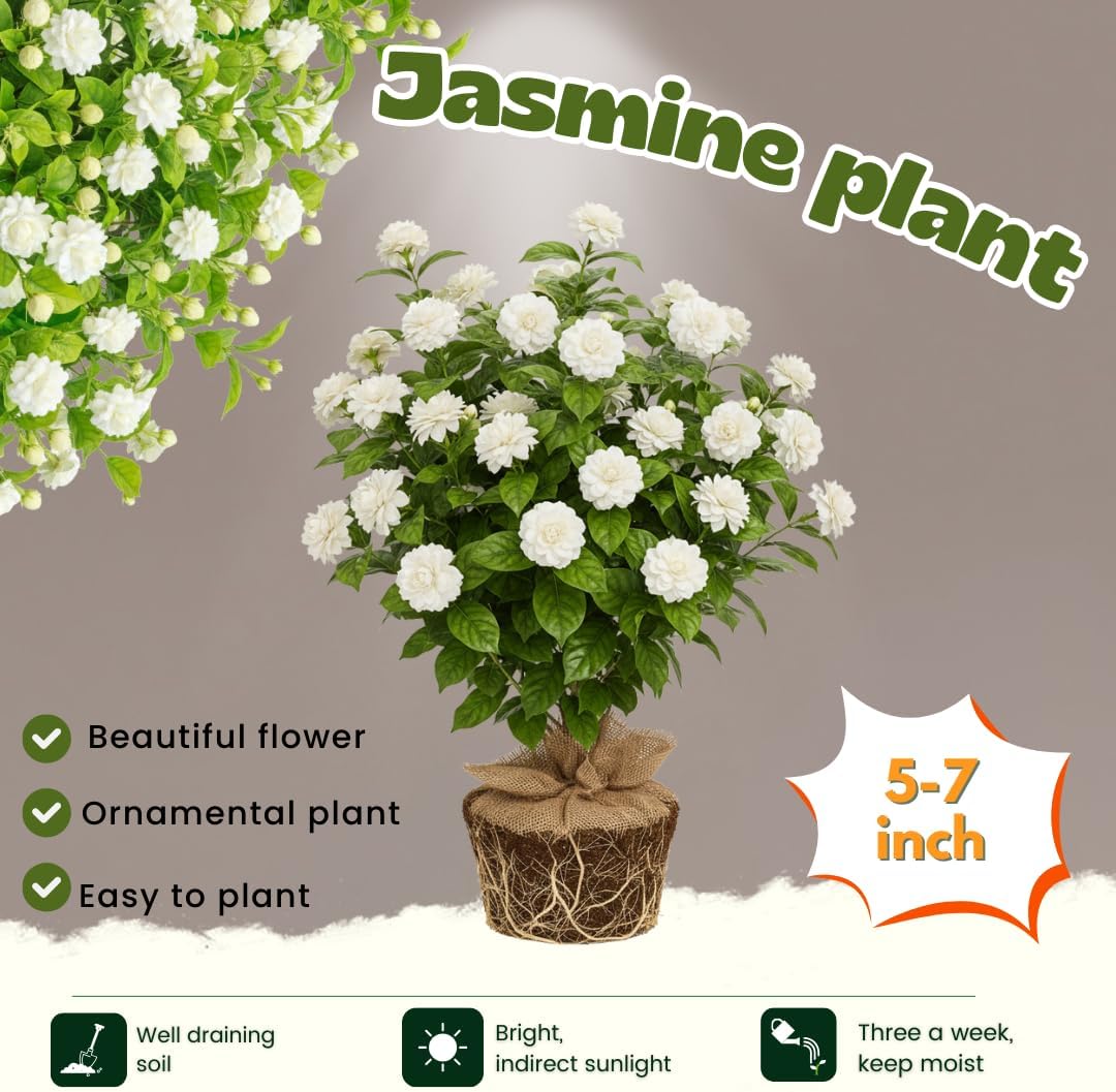 Jasmine Plant Live, Grand Duke of Tuscany Jasmine Flower Plant, 5 to 7 Inc Tall