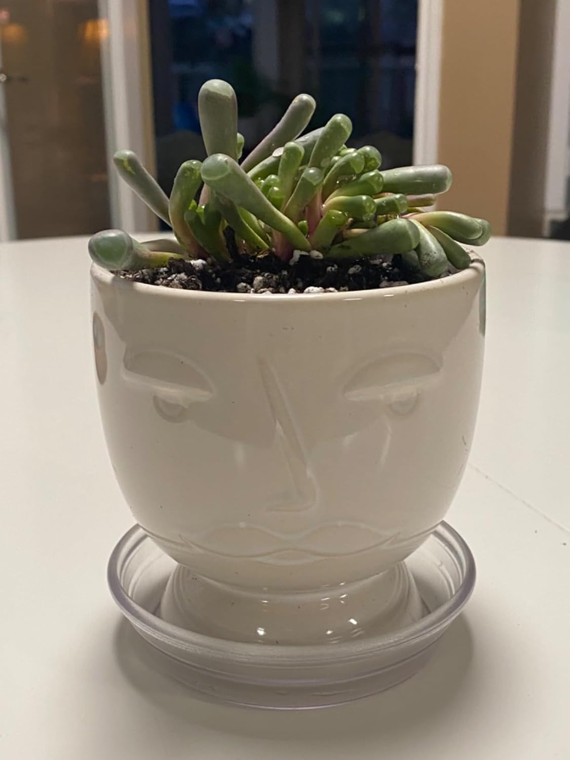 Sprout N Green Baby Toes, Live Fenestraria rhopalophylla Succulent Fully Rooted in 2 inch Nursery Pot, House Plant Home Office Wedding Decoration DIY Projects Party Favor Baby Shower