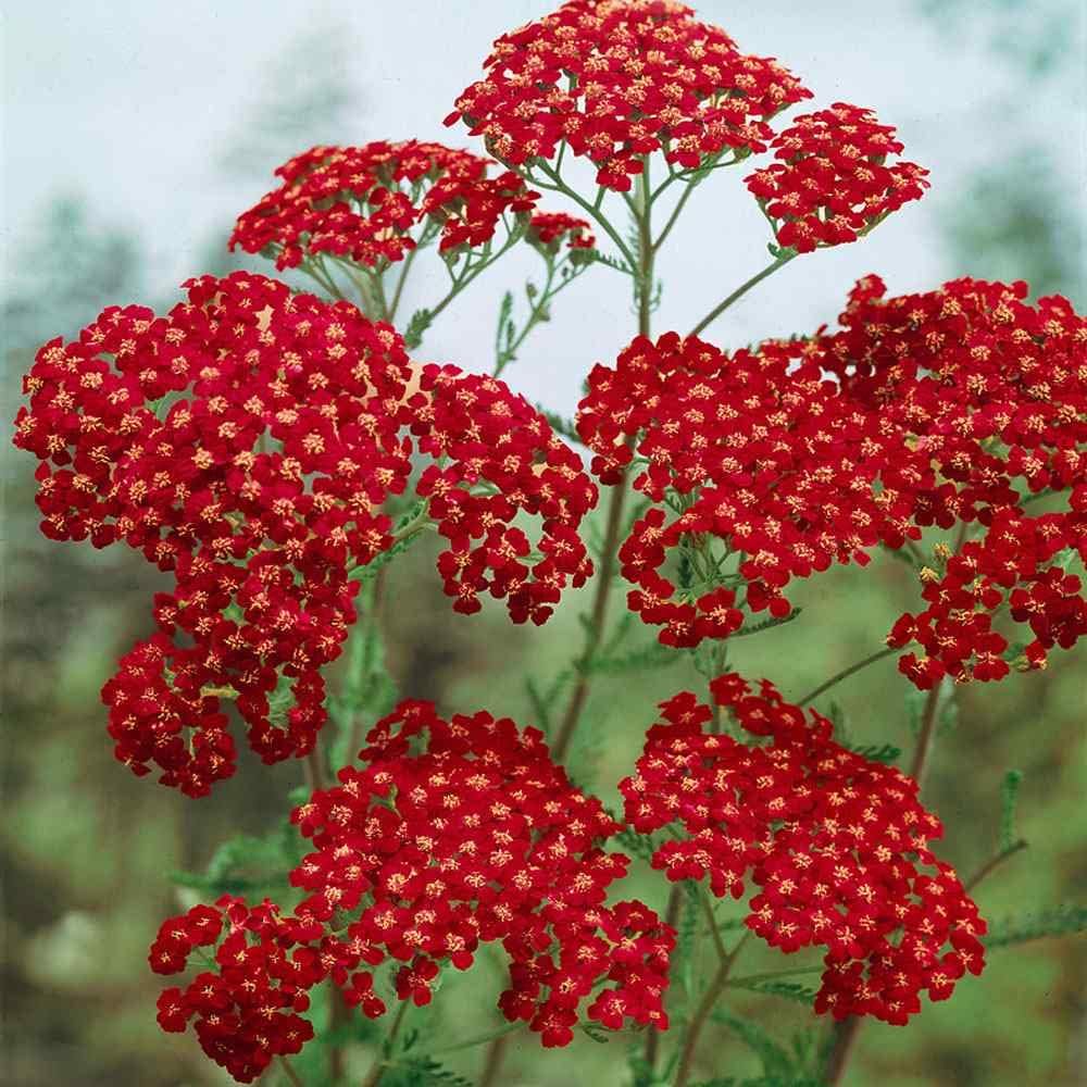 Outsidepride Cerise Queen Yarrow Seeds – 5000 Pcs. Perennial, Versatile, Clump-Forming, & Drought Tolerant Flower Seeds for Planting Fragrant & Vibrant Blooms, Ideal for Pollinator Gardens