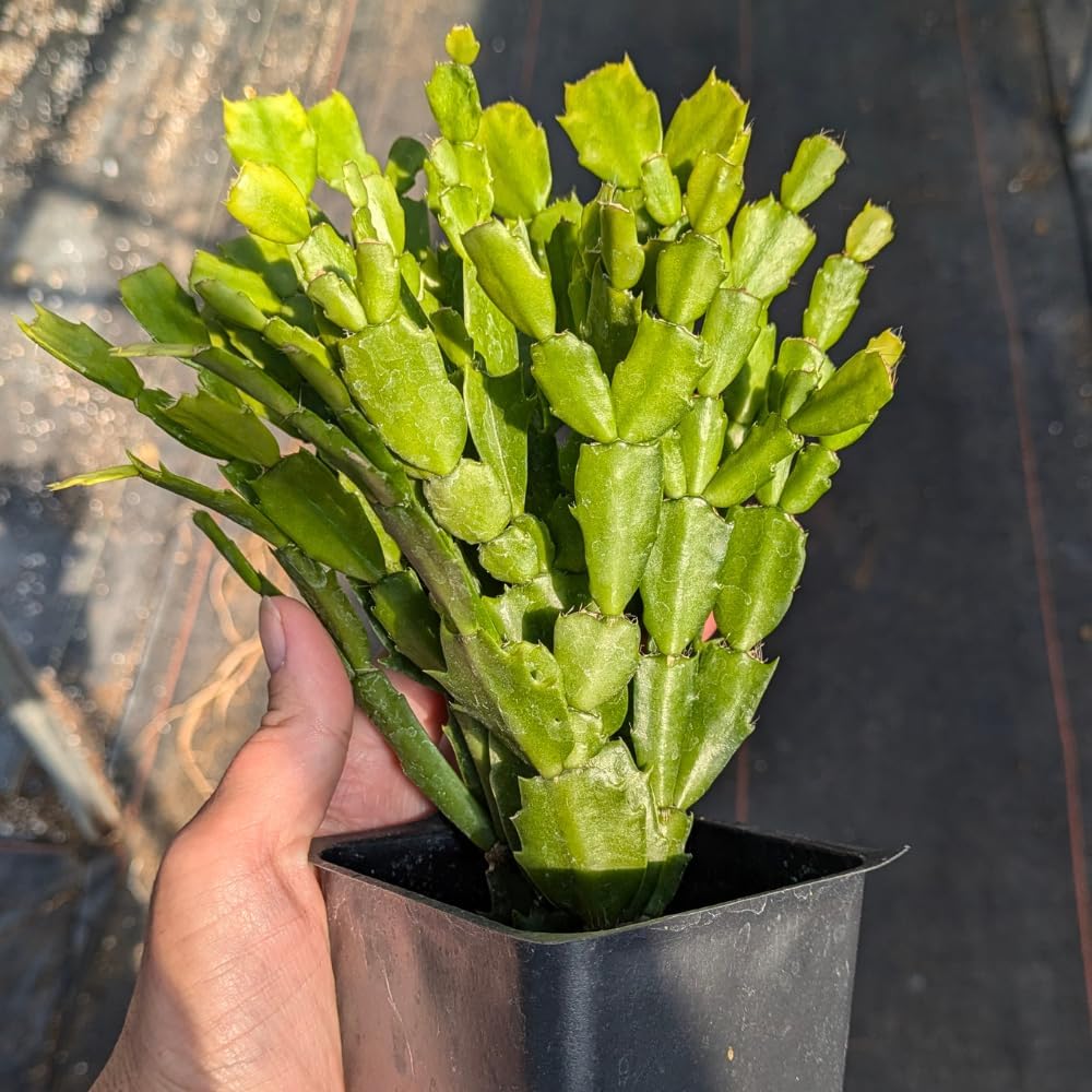 TriStar Plants - Thanksgiving Cactus - 4" inch Pot, Fasle Christmas Cactus, Easter Cactus, Holiday Plant, Winter Flowers, Christmas Plants, Winter Blooms (Lime Light)