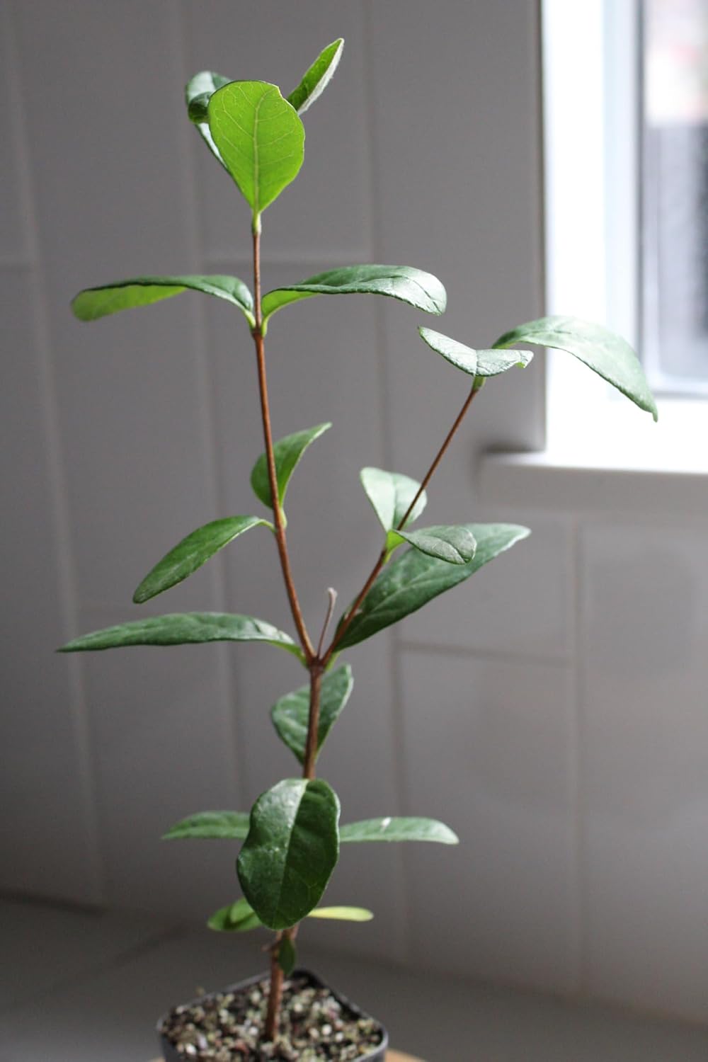 MYSHELFIE Pineapple Guava Starter Plant 5-6 inches, 2 inch Pot, Tropical Evergreen Shrub Edible Fruit Garden Purple Flowering Landscaping Live Vine Starter (1)