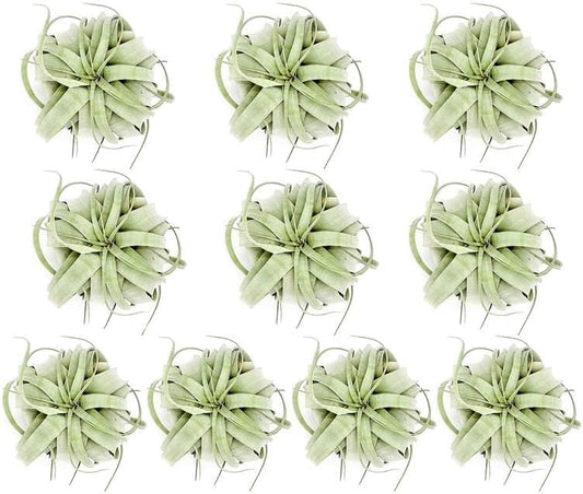 Air Plants - Tillandsia Xerographica, Large 5-7” - 10ct - Live Arrival Gauranteed - House Plants for Home Decor & Gift