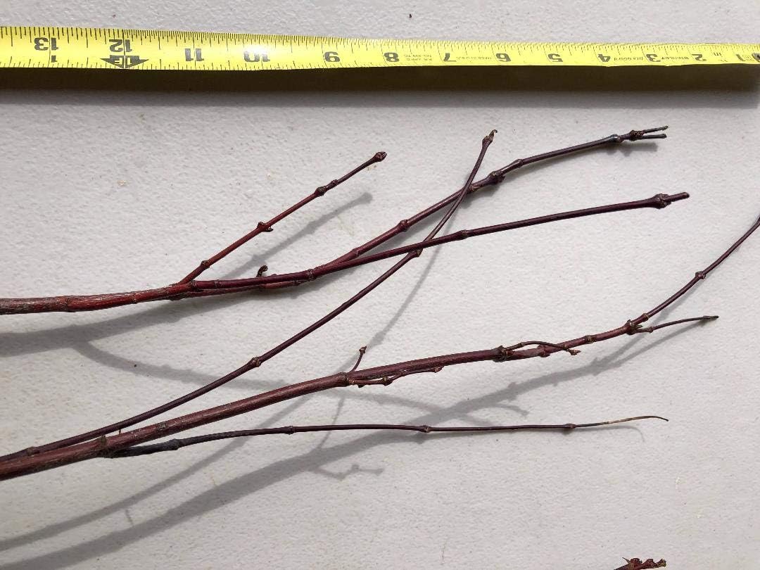 Japanese Red Maple Live Plants Shipped 1-2 Foot Tall