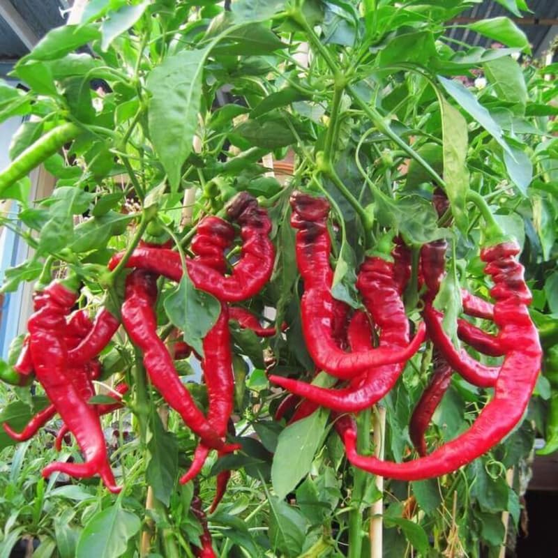 Set 6 Long Red Pepper Live Plants, 90 Days Old Live Pepper Chili Plant for Spring Planting